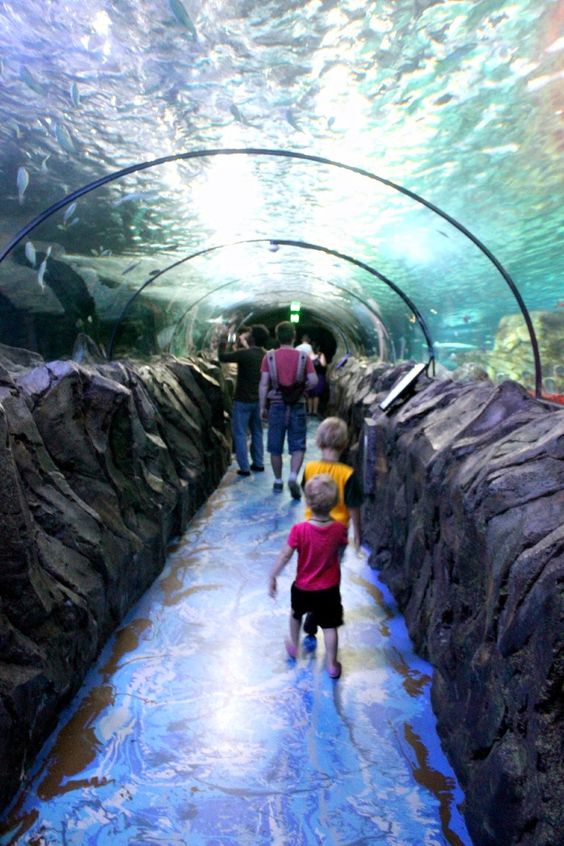 Sydney aquarium-Top 10 Places To Visit In Sydney
