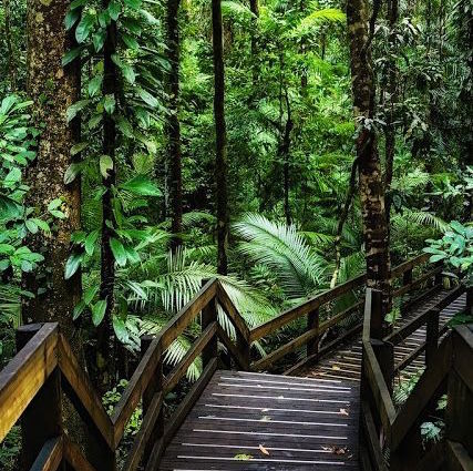 daintree forest-unilodgers
