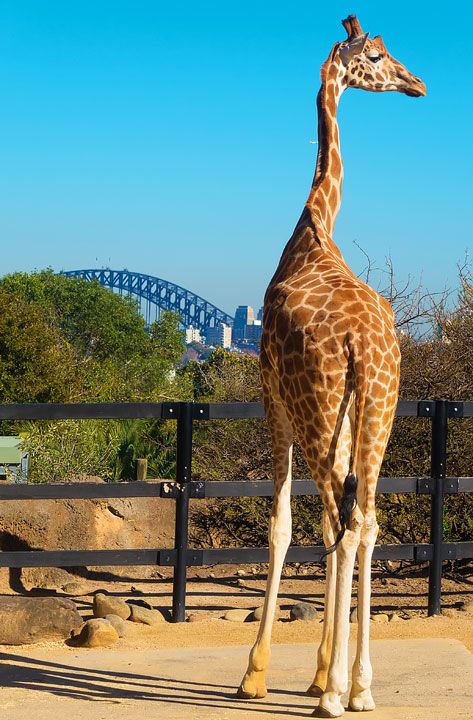 tarunga zoo-Top 10 Places To Visit In Sydney